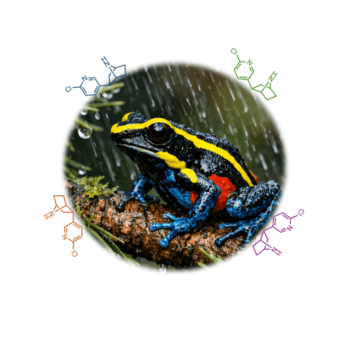 Química de la biodiversidad: de la rana dardo a una nueva familia de analgésicos.