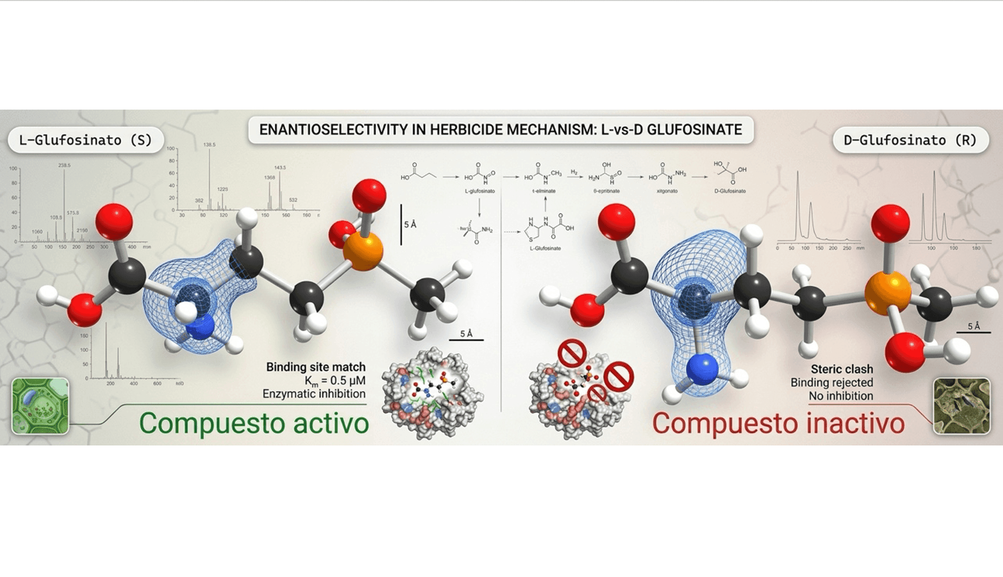 L-Glufosinato de amonio: ¿y si lo producimos en casa?